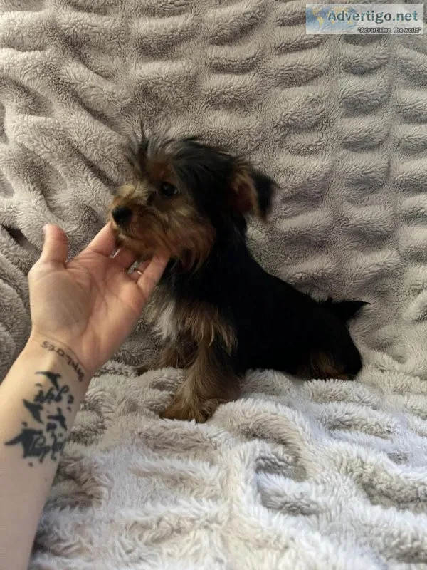 Female yorkie