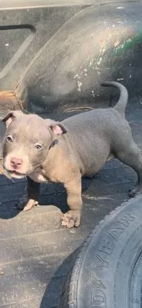American Bully Puppies Dewormed