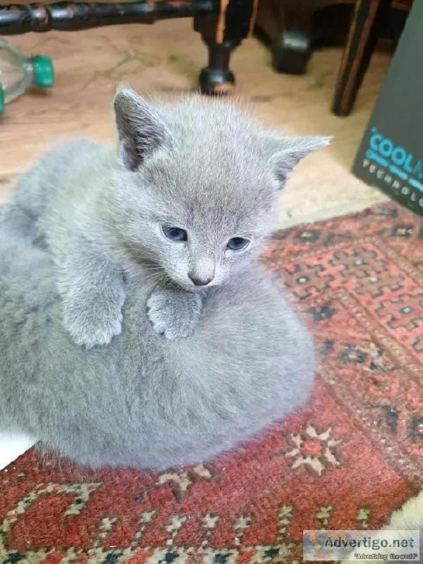 Russian Blues Kitten For Sale