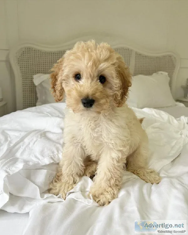 Akc registered Cavapoo puppies