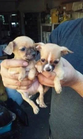 Tiny teacup chihuahua puppies