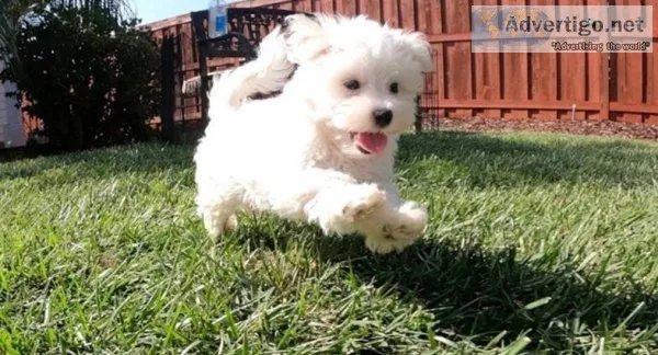 whimsical Maltese puppies
