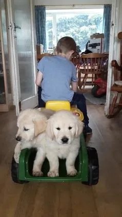 Working Golden Retriever Pure Breed Pups