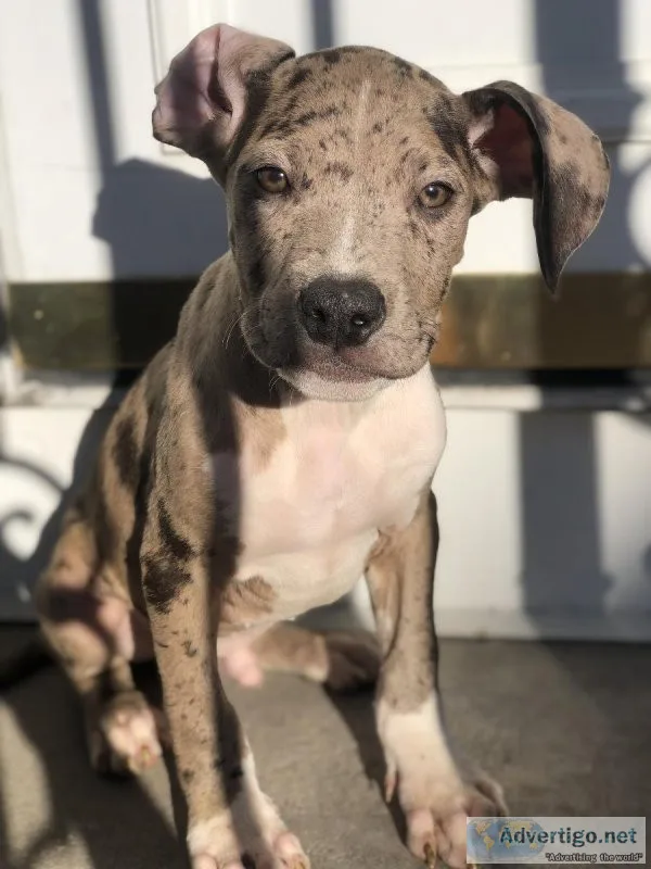 American bully