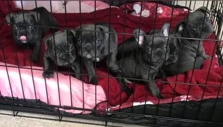 FRENCH BULLDOG PUPPIES FOR SALE
