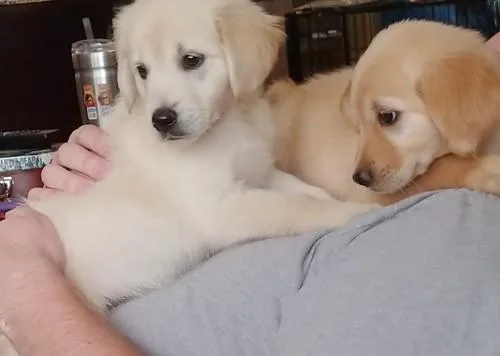 Gorgeous full of joy Golden Retriever