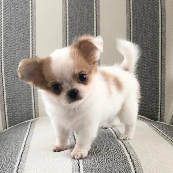 Very Playful Pure Breed Chihuahua