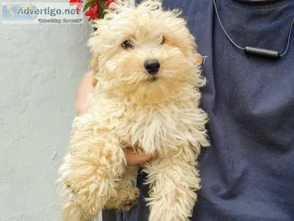 Last Cavapoochon puppies