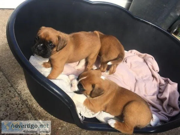 Lovely Gorgeous Boxer Puppies