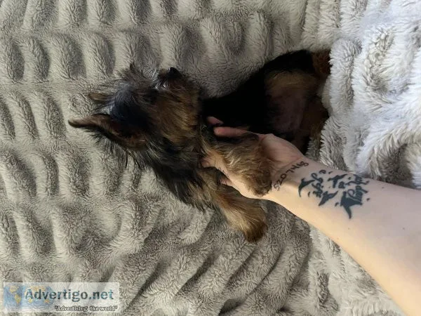Teacup Male yorkie