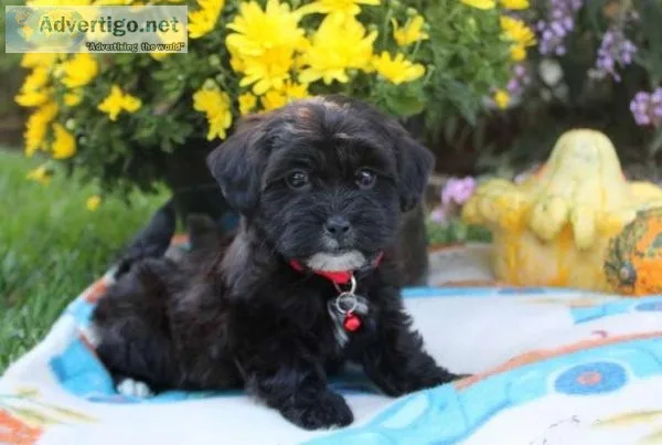 SHIH-POO PUPPIES