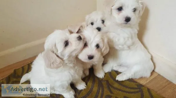 My gorgeous snowwhite female maltese puppy is now