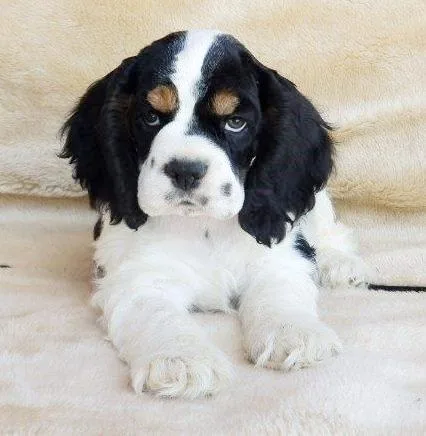 Gorgeous Cocker Spaniel puppies