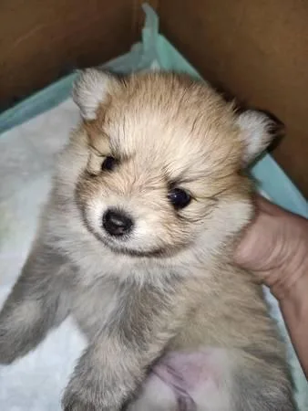 Pomeranian Puppy
