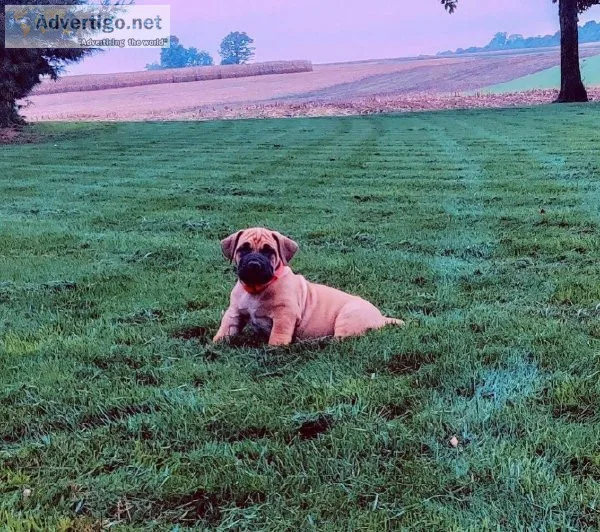 African Boerboel PuppIES