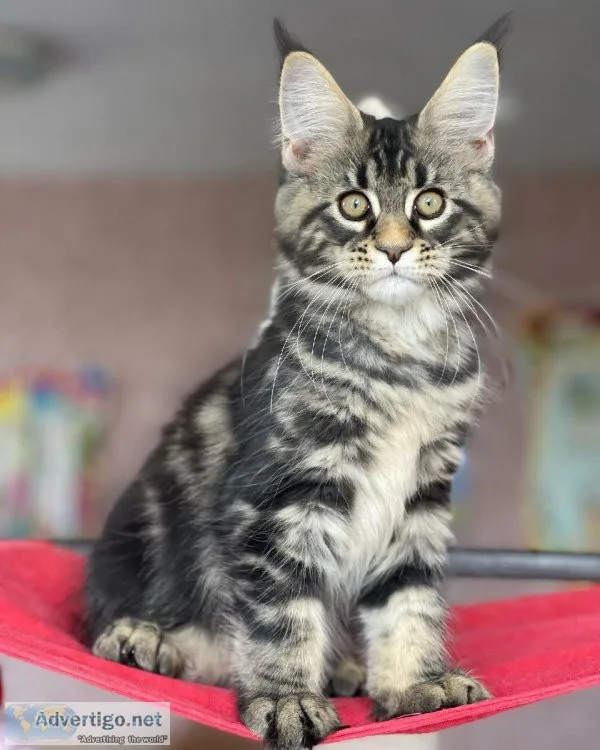 Maine Coon Kittens For Sale