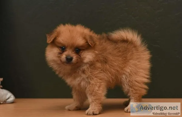 Pomeranian PuppIES