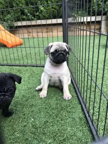 Free Pug Puppies