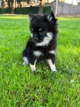 3 puppy pomeranian puppies
