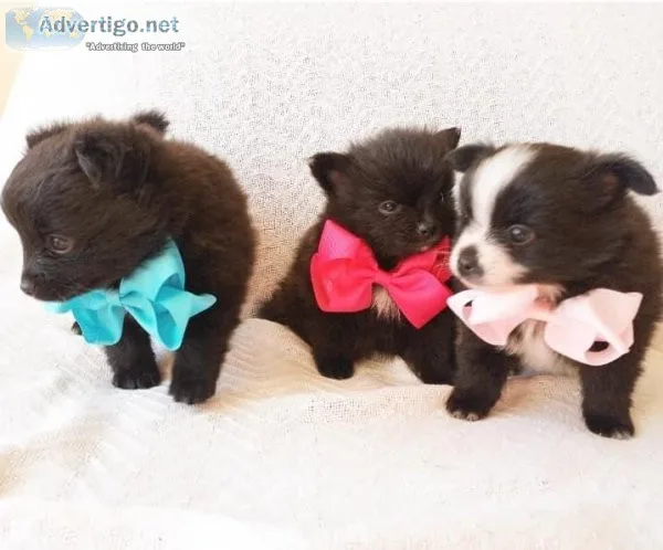 Pomeranian Puppies