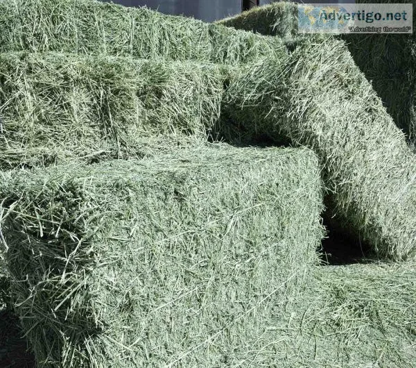 Alfalfa/timothy/brome mix hay bales for sale