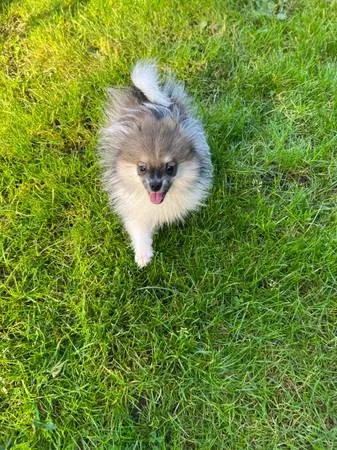 3 puppy pomeranian puppies