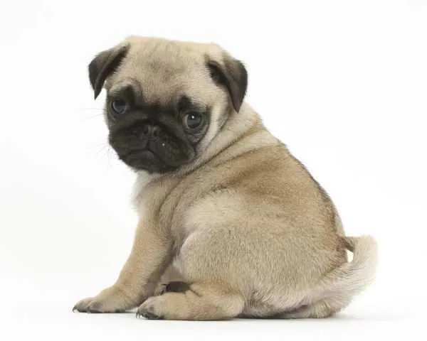 xcellent Home Pug Puppies Pleased to introduce a litter of 5 Boy