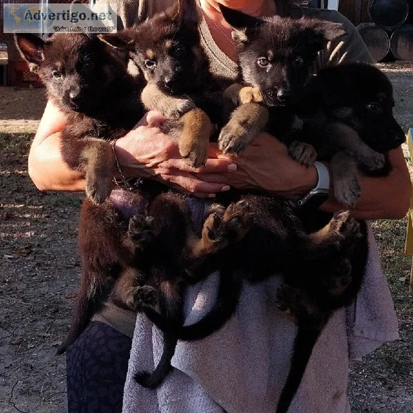 German Shepherd Puppies