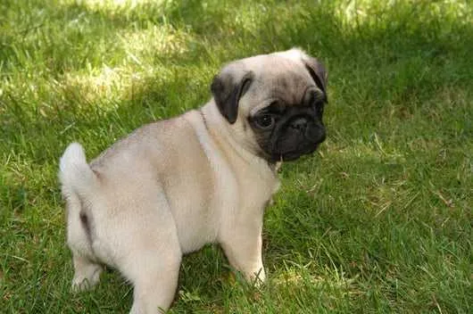Rehome A Pug Puppy