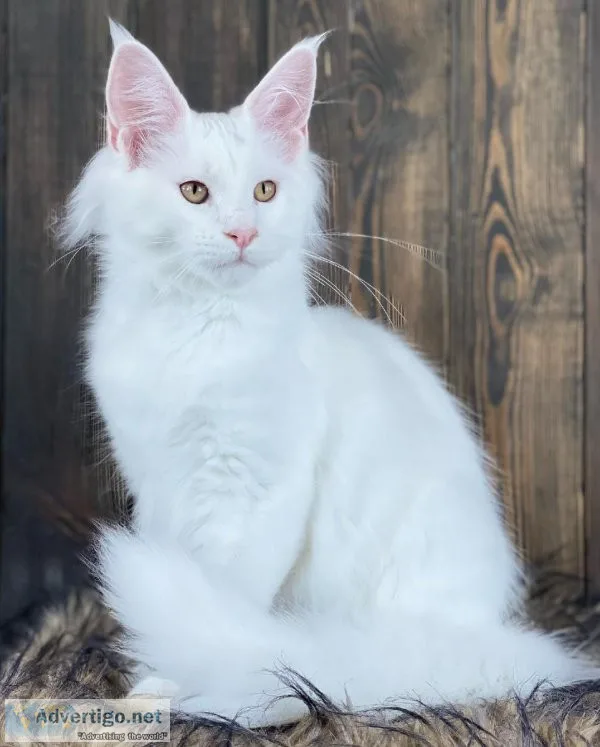 SilverValley Maine Coon Kittens