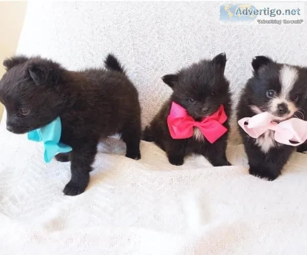 Pomeranian Pups