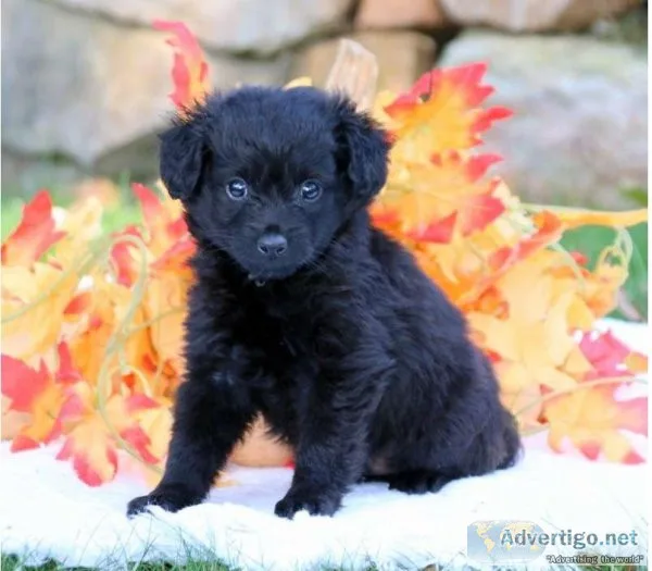 Pomapoo Puppies