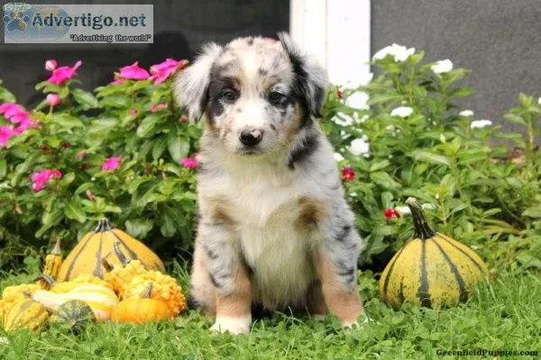 Australian Shepherd Puppy