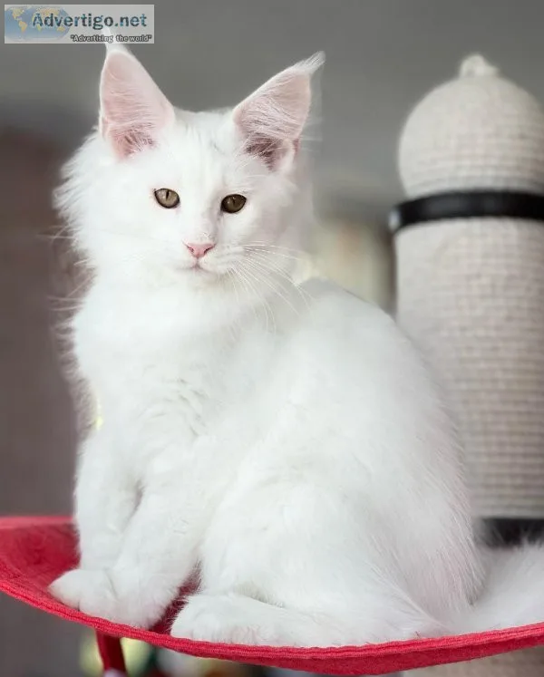 Stunning Maine Coon Kittens For Adoption