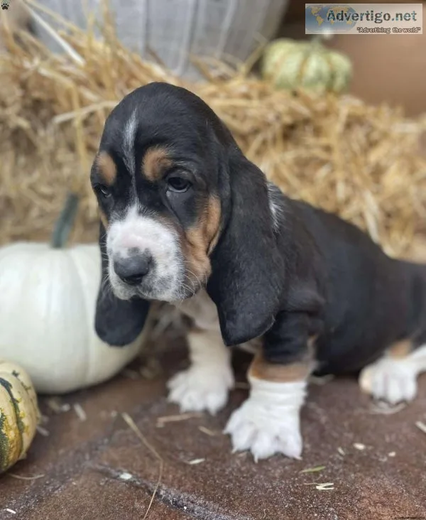 Basset Hound Puppy