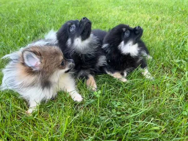3 puppy pomeranian puppies