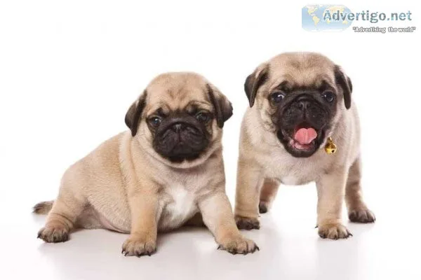 Adorable Pug Puppies