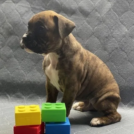 Boxer puppies for sale