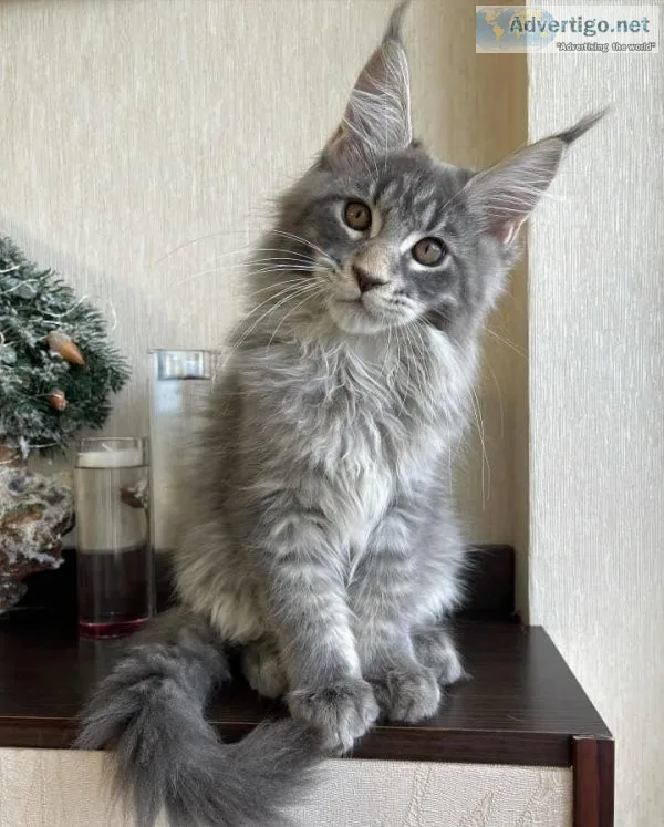 Maine Coon Kittens For Adoption