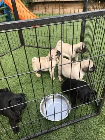 Rescue A Pug Puppy