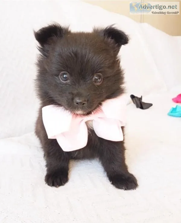 Pomeranian Puppies