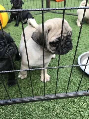 Beautiful Healthy Pug Puppies Ready To Go.