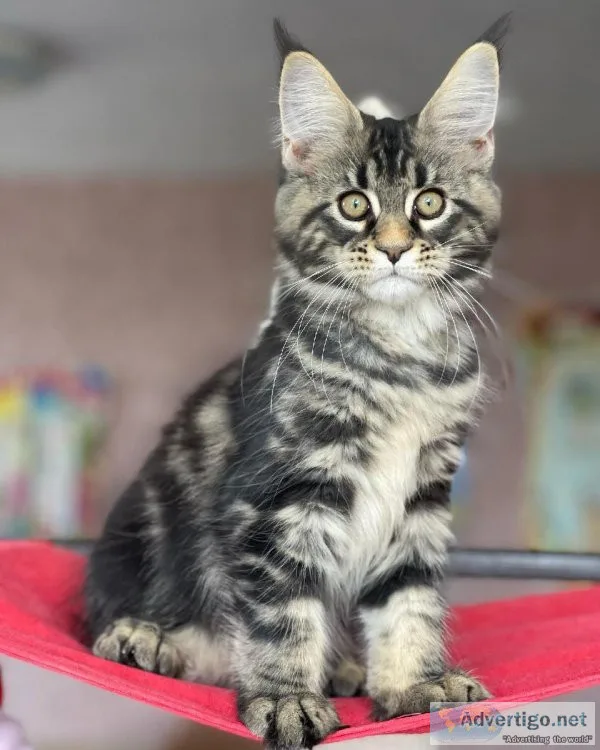 Maine Coon Adoption 