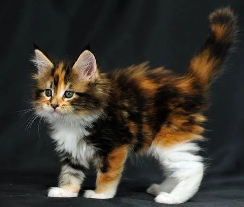 Gorgeous Feline