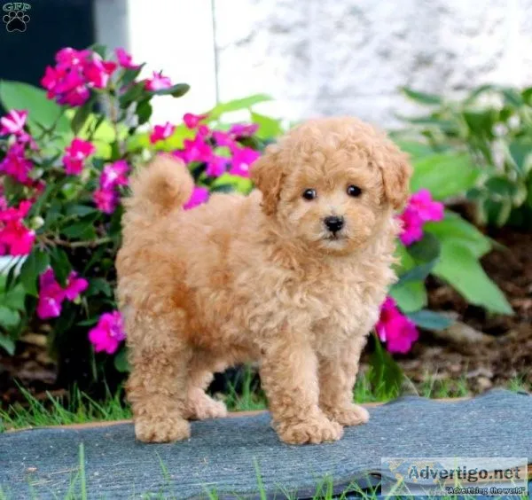 Yorkie-Poo Puppy