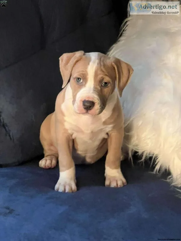 American Bully Puppy