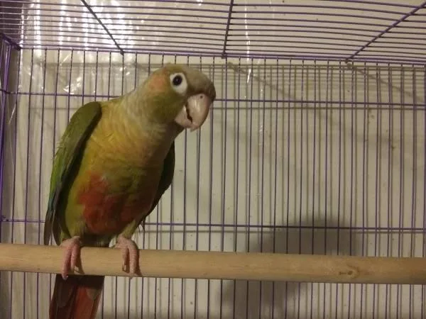 Conure Parrot Male