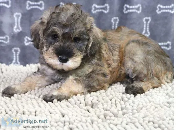 Mini Schnoodle PuppIES