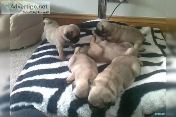 Young Pug Puppies
