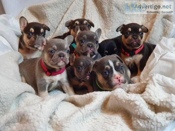 TOP QUALITY KC REG FRENCH PUPS AVAILABLE